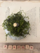 Load image into Gallery viewer, Concrete Moss and Twig Jack O lantern Pumpkin