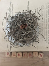 Load image into Gallery viewer, Concrete Spanish Moss and Cinnamon Stick Jack O lantern Pumpkin