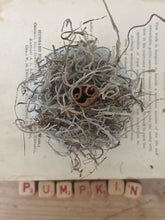 Load image into Gallery viewer, Concrete Spanish Moss and Cinnamon Stick Jack O lantern Pumpkin
