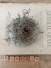 Load image into Gallery viewer, Concrete Spanish Moss and Cinnamon Stick Jack O lantern Pumpkin

