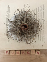 Load image into Gallery viewer, Concrete Spanish Moss and Cinnamon Stick Jack O lantern Pumpkin
