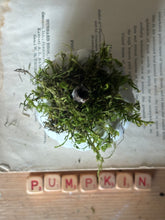 Load image into Gallery viewer, Concrete Moss and Twig Jack O lantern Pumpkin
